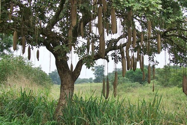 sausage-tree-worsboom-kigelia-africana